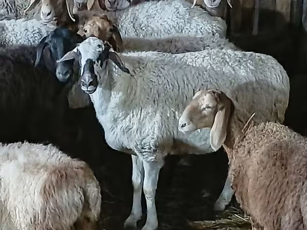 母羊, Sheep — 吉尔吉斯斯坦