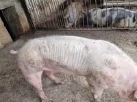Eber, Schweine — Foto 4