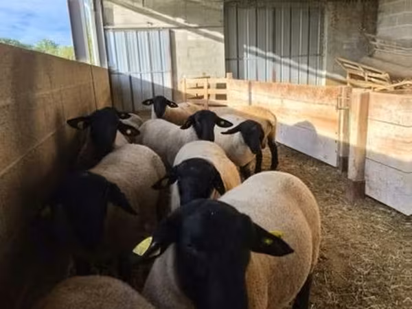公羊, White Suffolk sheep