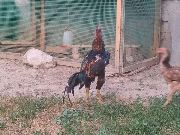 Chickens — Kyrgyzstan