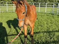 घोड़ा, Rocky Mountain Horse — फ़ोटो 6