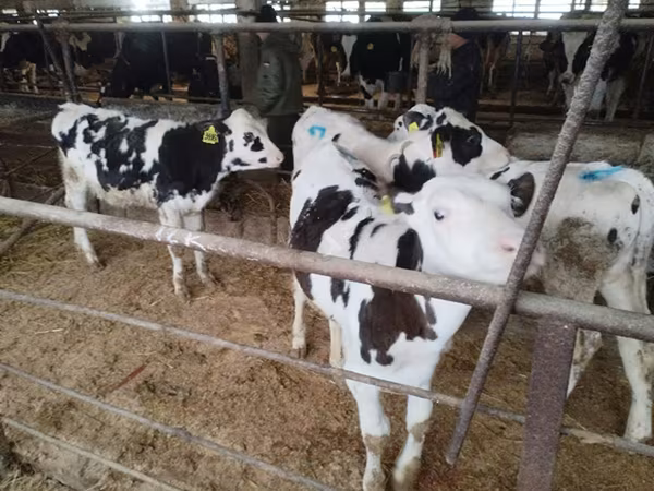 公牛, Holstein breed