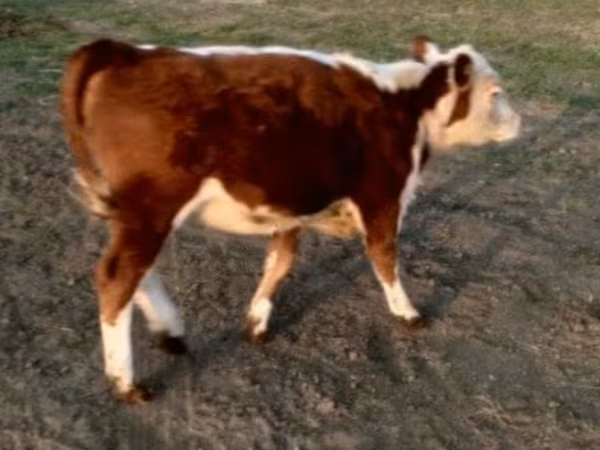 公牛, Swiss cattle