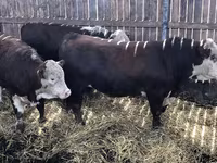 公牛, Holstein breed — 照片 4