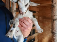 बकरी, Australian Miniature goats — फ़ोटो 1