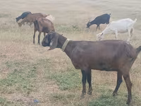 Goat, Nubian Goat — photo 4