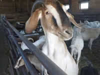 Goat, Nubian Goat — photo 1