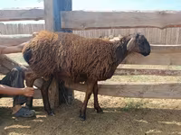 Ram, Katum sheep — photo 7