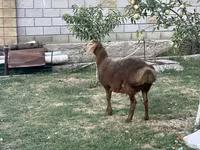 मेढ़ा, Hissar sheep — फ़ोटो 4