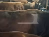 Cow, Cattle — photo 2