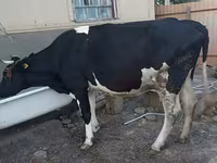母牛, Holstein breed — 照片 2