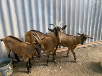母山羊, Goats — 照片 2