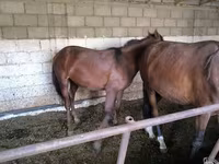 Caballo, Caballos — foto 4