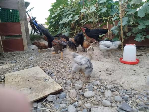 Chickens — Kyrgyzstan