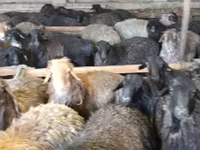 公羊, Sheep — 照片 2