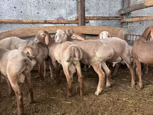 Arashan sheep