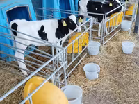 公牛, Holstein breed — 照片 7