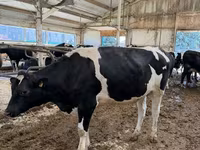 Cow, Holstein breed — photo 3