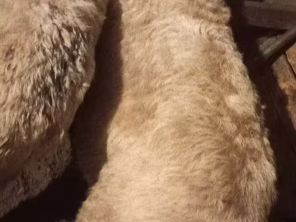 公羊, Sheep — 哈萨克斯坦