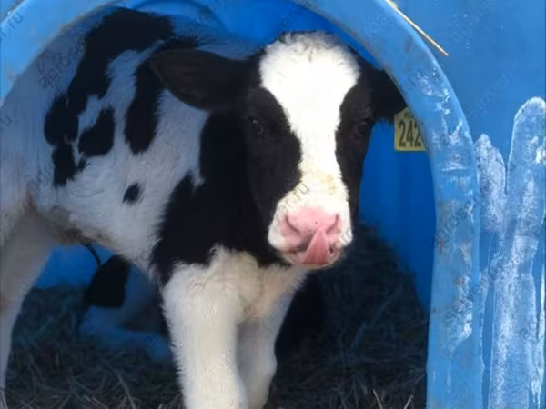 Bull, Holstein breed