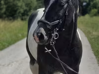 Yegua, Horse breed — foto 3