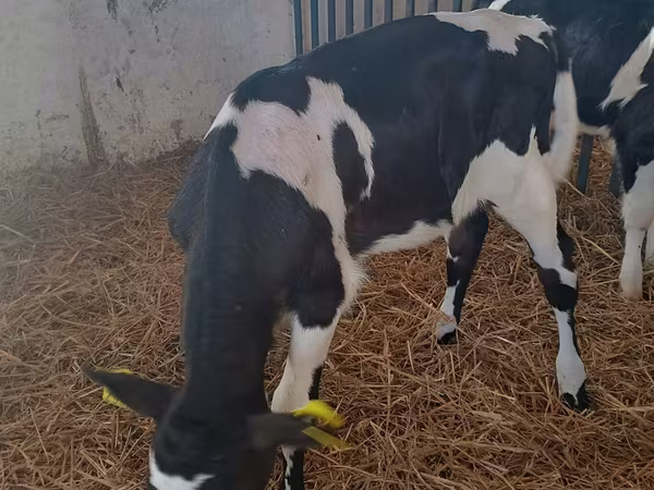 Kuh, Holstein-Rasse