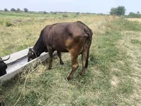 Cow, Cattle — photo 2