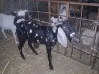 बकरा, Beetal goats — फ़ोटो 7