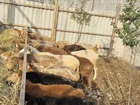 Schaf, Schafe — Foto 7