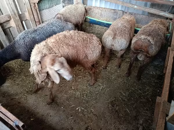 Овце