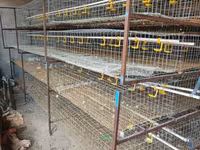Chickens — الصورة 3