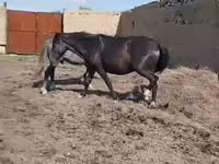 母马, Horse breed — 照片 3
