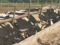 Cow, Holstein breed — photo 2