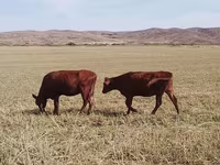 公牛, Cattle — 照片 1