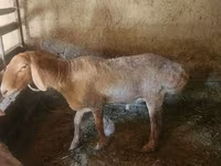 Ram, Arashan sheep — photo 2
