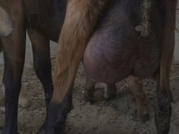 母山羊, Czech Brown Shorthaired goats