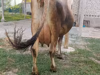 母牛, Cattle — 照片 8