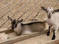 公山羊, Goats — 照片 1
