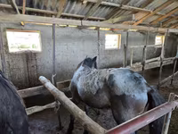 Horse (M), Horses — photo 3