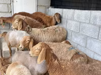 母羊, Sheep — 照片 1
