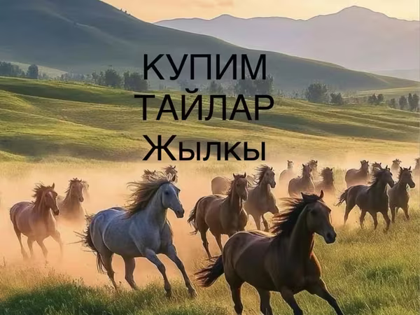 公马, Horse breed