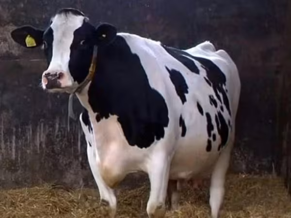 母牛, Kholmogory Cattle — 俄罗斯
