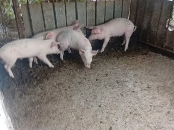 公猪, Pigs