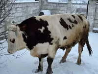 Bull, Cattle — photo 2