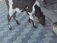 Vaca, Ganado vacuno — foto 2