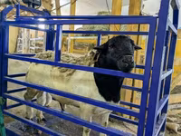公羊, Hissar sheep — 照片 5