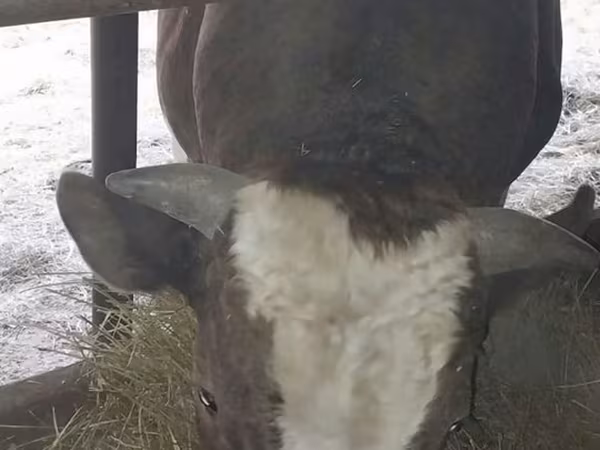 Bull, Cattle