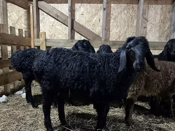 公羊, Baerchuke sheep
