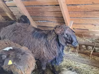 Ram, Edilbay sheep — photo 1