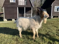 Goat, Goats — photo 5